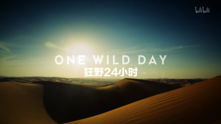 狂野24小时 沙漠