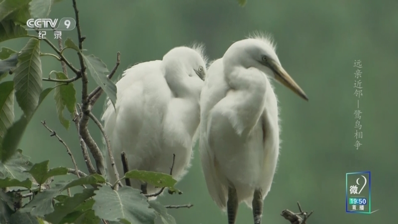《远亲近邻》 第2集 鹭鸟相争