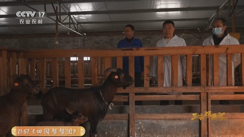 三农群英汇 《三农群英汇》 20260309 大山养羊人