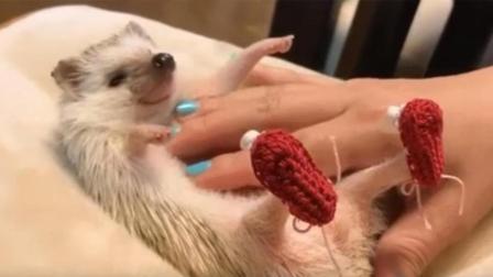 聊斋怪谈 刺猬穿上鞋是啥样子？瞬间被石化不会动