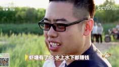 致富经 [致富经]虾塘有了它 水上水下都赚钱 20180802