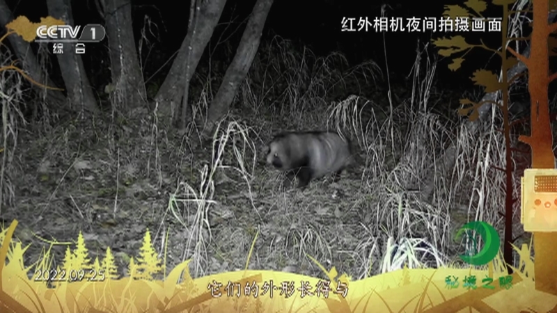 秘境之眼 《秘境之眼》 貉 20230606