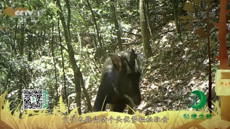 《秘境之眼》 中华鬣羚 20210423