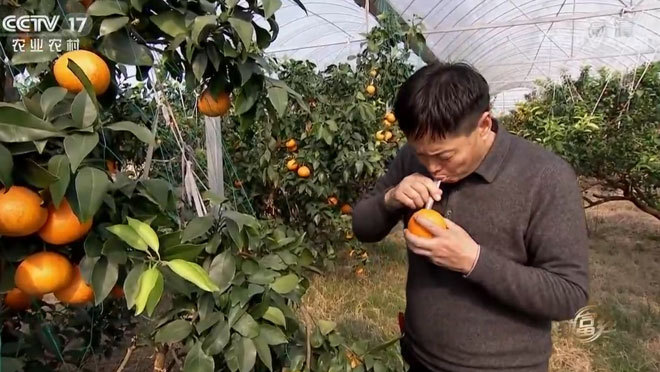 致富经 《致富经》 20200305 老洪的“红美人”奇缘
