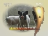 生财有道 [生财有道]美丽女孩儿的香猪缘(20120815 )