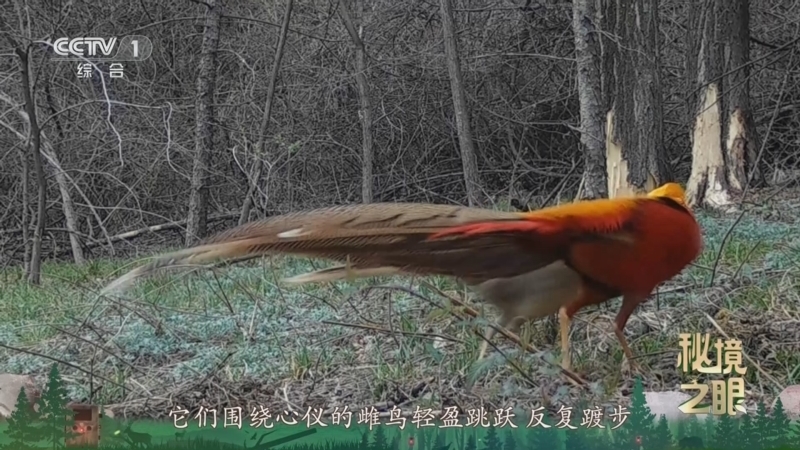 秘境之眼 《秘境之眼》 红腹锦鸡 20260307