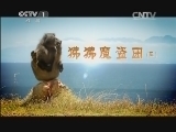 动物世界 《动物世界》 20140725 狒狒魔盗团（三）