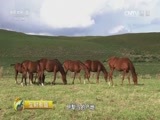 生财有道 《生财有道》 20161115 生态中国系列（草原行）：天马故乡 美丽昭苏