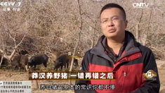 致富经 [致富经]莽汉养野猪 一错再错之后 20161227
