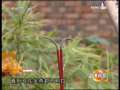 道德观察 火起鱼池 上