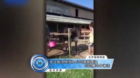 蓝天娱乐快报 2016 7月 先让我凉快凉快 公马难耐高温与同厩马争淋洗 160716
