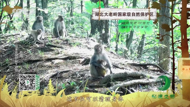 秘境之眼 《秘境之眼》 大熊猫/猕猴/斑海豹 20230401