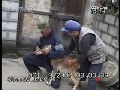 走近科学 谜鹿