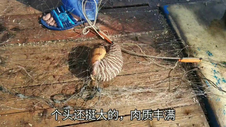 南澳岛赶海日记 彪哥出海放长网，又抓条野生鳘鱼这种鱼鱼鳔价值太高了，舍不得卖