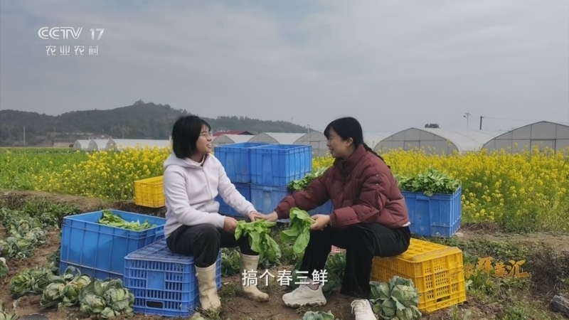 三农群英汇 《三农群英汇》 20260530 白菜薹唤醒春天