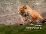 走近科学 《走近科学》 20150513 奇妙老宅聪明屋（上）