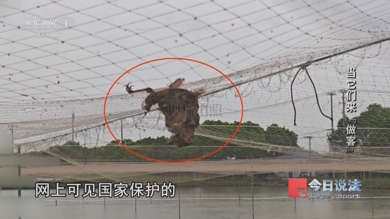《今日说法》 20250520 “国际生物多样性日”特别策划 当它们来“做客”