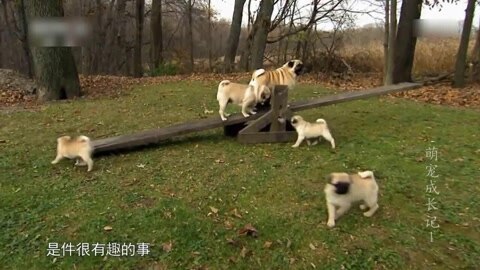萌宠养成计划 巴哥犬宝宝亲子训练