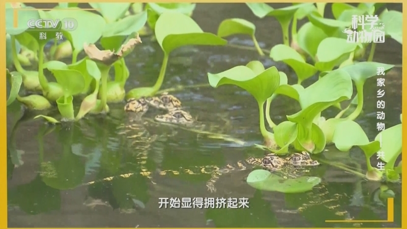 科学动物园 《科学动物园》 20250121 我家乡的动物——共生