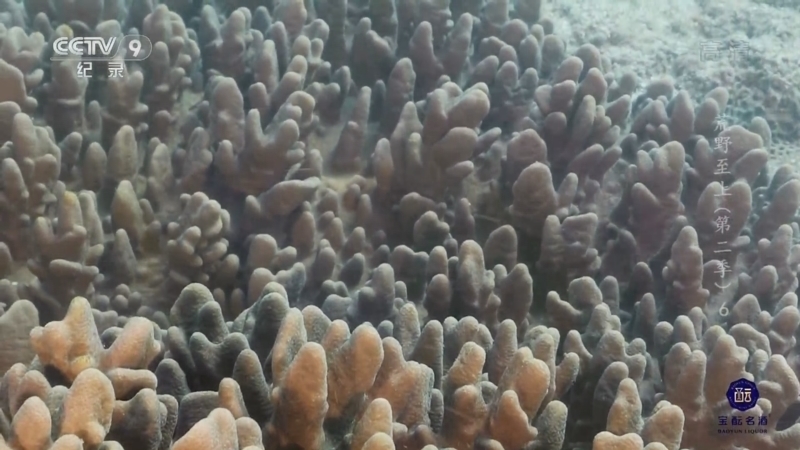 《荒野至上》第二季 第6集 弥补