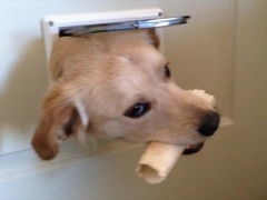 美国搞笑家庭录影集锦秀：动物集锦（AMERICA'S FUNNIEST HOME VIDEOS: ANIMAL EDITION）第1集