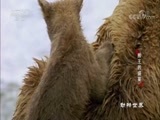 动物世界 《动物世界》 20170910 熊王的盛宴