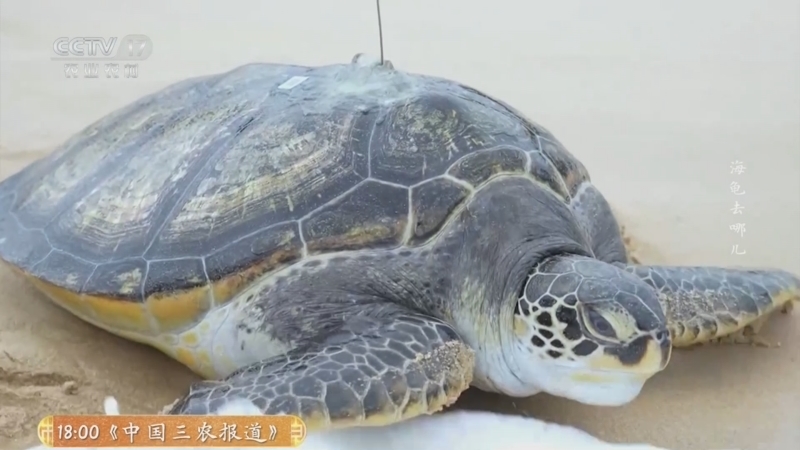 《乡土中国》 20251215 海龟去哪儿