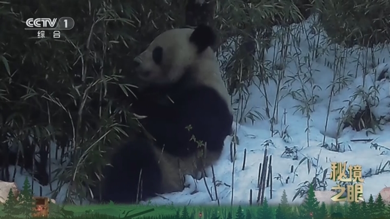 《秘境之眼》 大熊猫 20260120