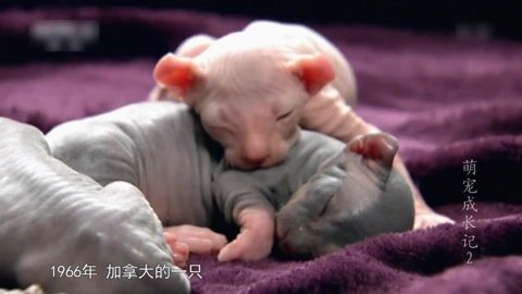 萌宠养成计划 无毛喵星人宝宝
