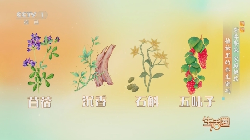 生活圈 《生活圈》 20260521 营养餐桌 家庭健康 植物里的养生密码