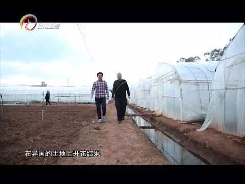 情暖人间 《情暖人间》 20160502 筑梦云南影像志 耕耘在异国的田野上