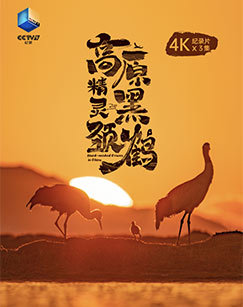 高原精灵黑颈鹤 海报