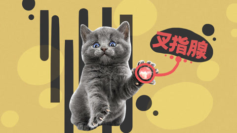 喵客帝国 2分钟解开吸猫成瘾之谜