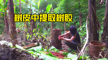 原始丛林人苏门答腊 第二季 独自在丛林探险，将树皮捣碎成渣，提取树胶
