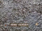 致富经 《致富经》 20151113 总能超前一步的养鱼高手