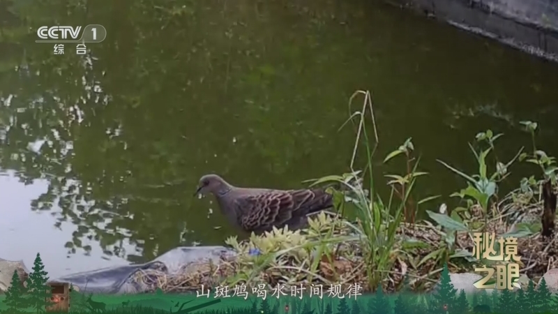 秘境之眼 《秘境之眼》 山斑鸠 20260510