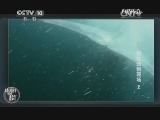 自然传奇 《自然传奇》 20140830 野生动物现场 2