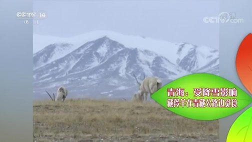 新闻袋袋裤 《新闻袋袋裤》 20190314