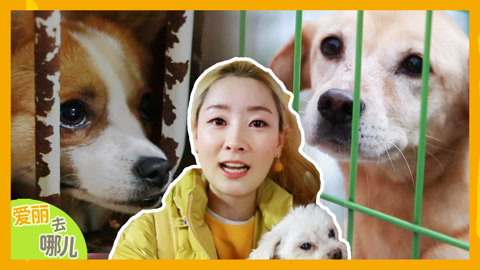 爱丽去哪儿 小动物也是家人 爱丽参观遗弃犬中心