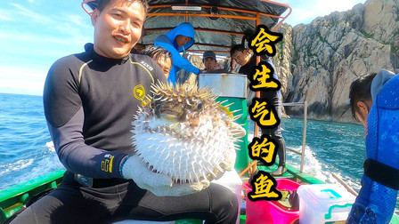阿镭带大叔去潜水，抓到篮球那么大的刺河豚鱼，太可爱了