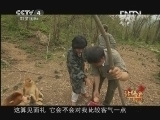 远方的家 《远方的家》特别节目 丛林精灵 20130213