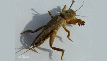 mole cricket