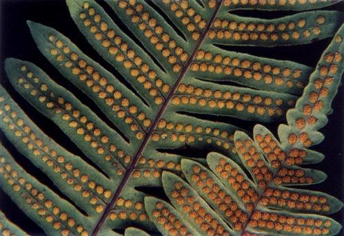 蕨孢子囊群切片图片