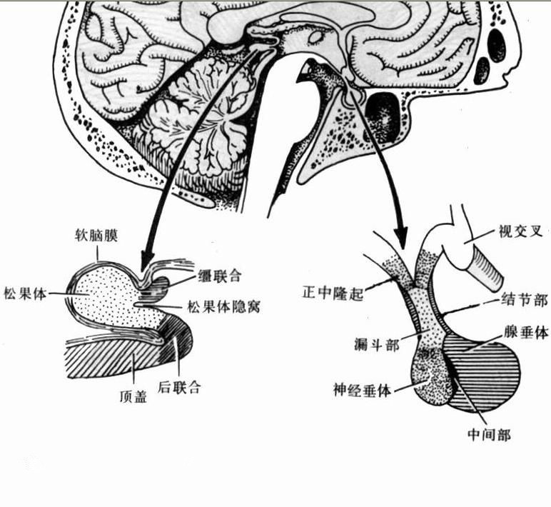 脑垂体松果体位置图片图片