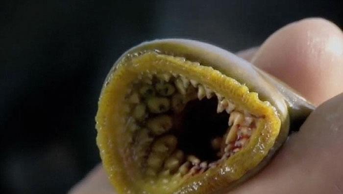 巨型七鳃鳗吃人 恐怖图片