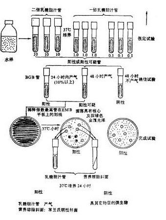 什么是大肠菌群