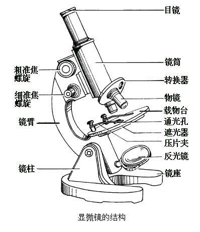 双筒显微镜结构图图片