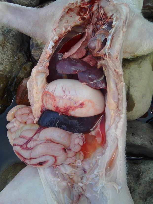 猪胰腺和脾的样子图片图片