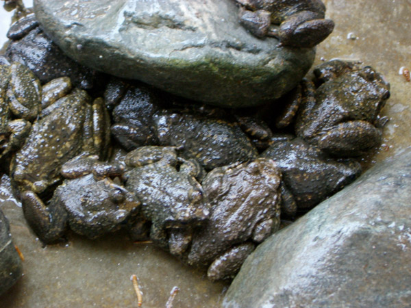 中文学名:石蛙 &nbsp; &nbsp; &nbsp; 界:动物界 &nbsp; 门:脊索动物