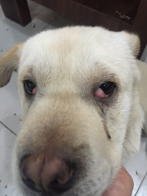 我的狗狗最近眼睛长了肉出来,不知道是什么病?谁知道啊